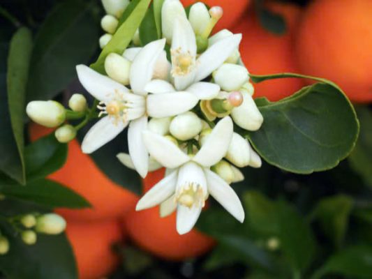 <img src="orange-blossoms.jpg" alt="Hoa trắng và trái cam" title="Hoa cam trắng muốt"> Hình ảnh hoa trắng và trái cam