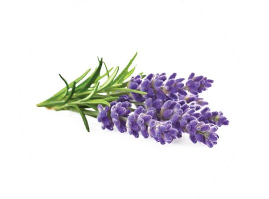 <img src="lavender.jpg" alt="Nhành hoa oải hương" title="Hoa oải hương - Biểu tượng của hương thơm và sự thư giãn"> Hình ảnh 1 nhánh hoa oải hương